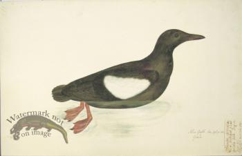 221 Swedish Birds . Alca Grylle, Black Guillemot